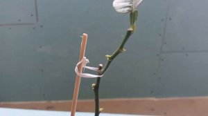 Лимон юбилейный.