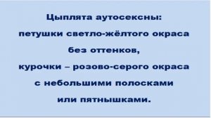 Характеристика кур породы Загорская лососевая