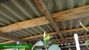 Цитрусы миновали теплицу. Приземлились сразу  в саду/ Цитрусовый Рай МариАны
