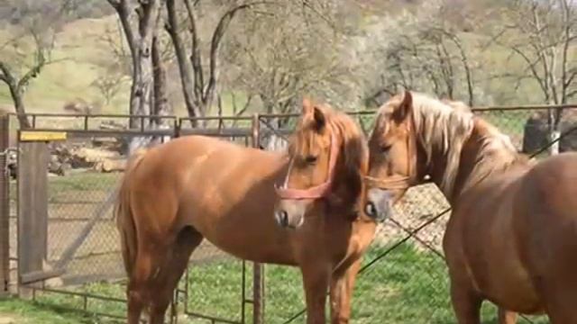 Lica Chitcan - Legenda monumentelor Versuri : Adrian Paunescu смотреть онлайн