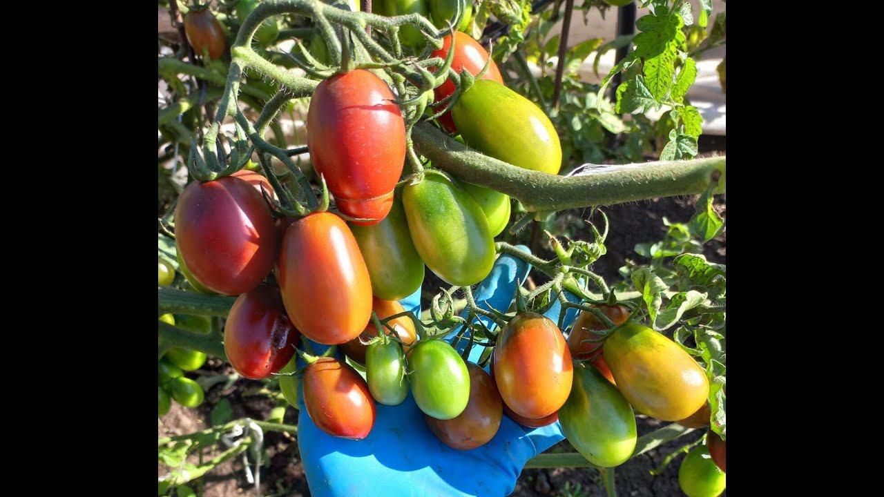 ОЧЕНЬ СЛАДКИЙ УРОЖАЙНЫЙ ТОМАТ ЧЕРНЫЙ МАВР - ЭТО КАК КОНФЕТА ДЛЯ ДЕТЕЙ смотреть онлайн