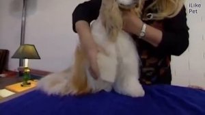 Американский кокер спаниель   Уход  и содержание на iLikePet