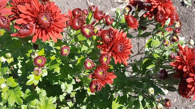 Корейская хризантема Липстик