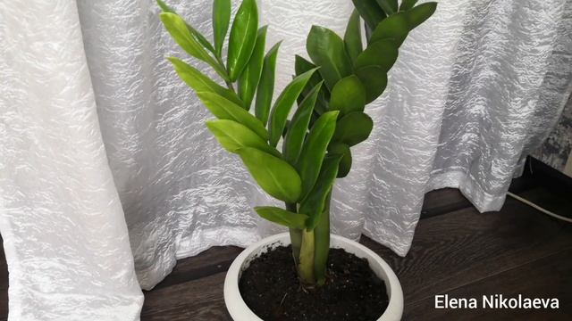 Замиокулькас описание растения, как правильно ухаживать смотреть онлайн