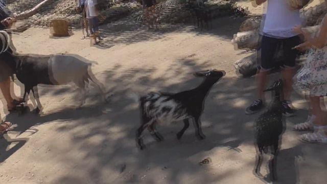 Кто на чем катается, а я на верблюде! смотреть онлайн