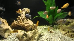 первый цихлидник на 300 л