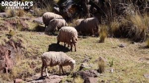 Lake Titicaca Adventure: Uros Islands, Taquile, Sillustani, Isla del Sol ??