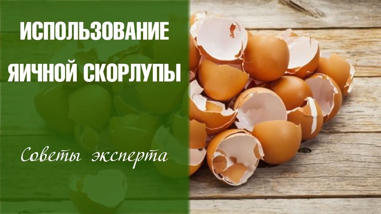Яичная скорлупа для огорода ➡ ТОП 10 способов применения дачный ответ