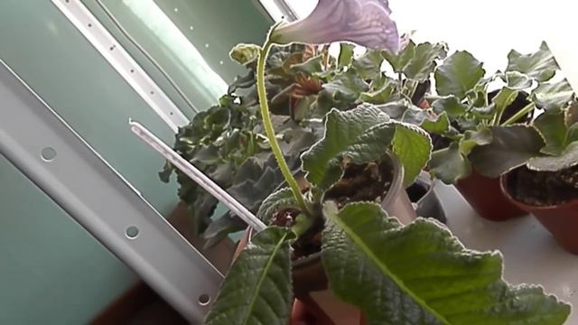 первое видео в новом году первое цветение стрептокарпуса и фиалочки смотреть онлайн