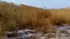 ОХОТА НА КАБАНА В КАЗАХСТАНЕ