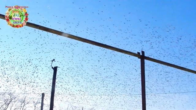 Как помочь птицам зимой? Помогите птицам зимой, летом птицы помогут Вам. смотреть онлайн