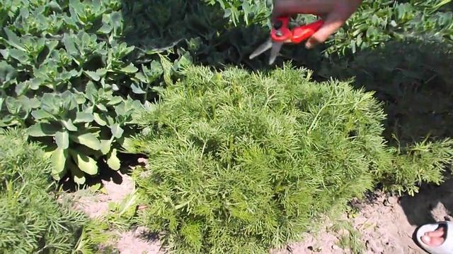 Как из многолетней полыни сделать шар смотреть онлайн