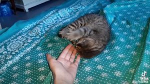 Милый милый котёночек🐱