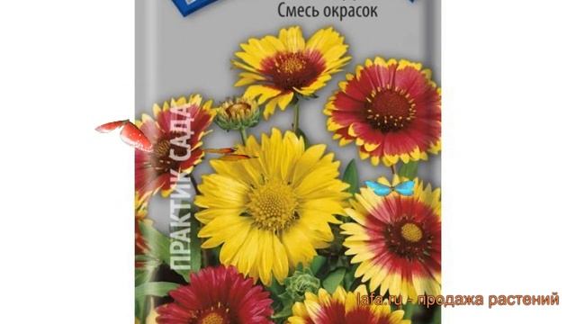 Гайлардия обыкновенный Смесь окрасок ? обзор: как сажать, семена гайлардии Смесь окрасок