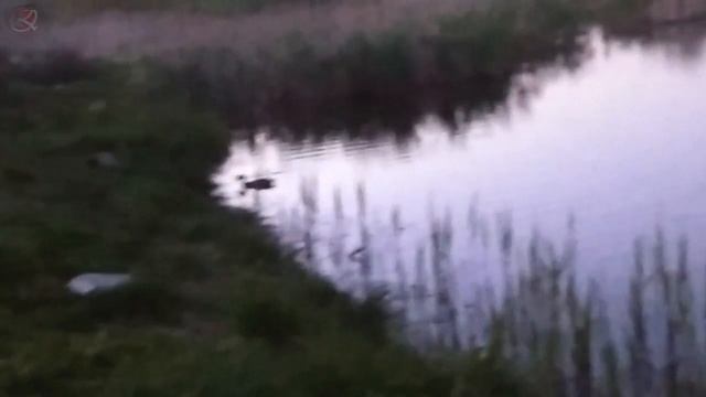 водоплавающие птицы вечером на пруду