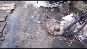 Охота и рыбалка в Якутии ??