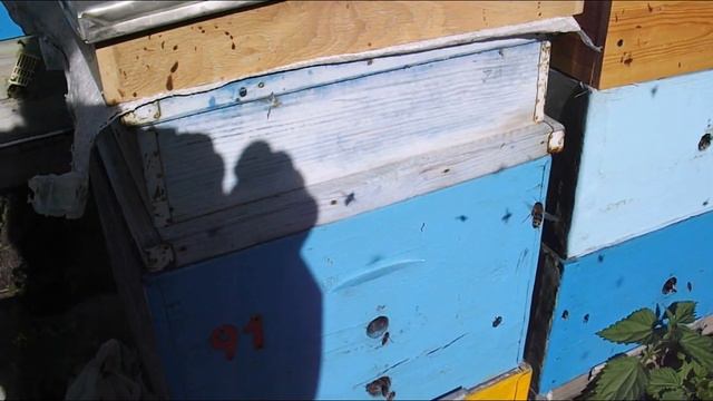 ответы на вопросы - прилетная доска влияет на агрессивность пчел на пасеке смотреть онлайн