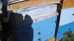 ответы на вопросы - прилетная доска влияет на агрессивность пчел на пасеке