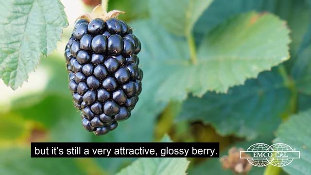EMCO CAL - Galaxy Blackberry Variety - English Subtitle смотреть онлайн