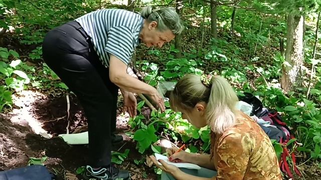 почвенный разрез в лесу с посадками пихты цельнолистной, тёмные бурозёмы смотреть онлайн