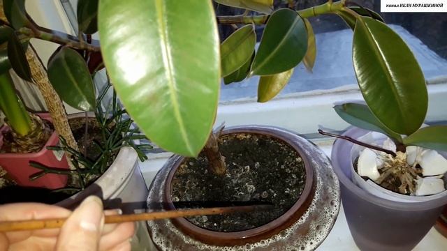 КАК ЧАСТО ПОЛИВАТЬ комнатные растения.