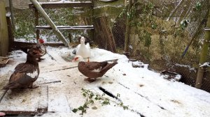 Осень 2023 вот так это было. К нам заглянула зима. А мы все про сено.