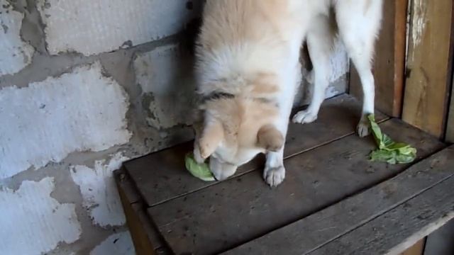 Ну, что? Каша вкусная? 08.10.2018 смотреть онлайн