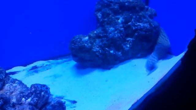 Подводный мир//Рыбки//Релакс//Мурена//Подводный Риф//Морские обитатели
