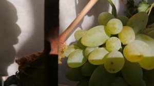 Кишмиш Нептун (США, Арканзас). Виноград для длительного хранения.