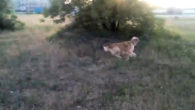Золотистый ретривер Фатсо ищет Леру