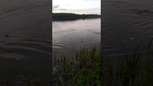 Самый большой Жерех,Ловля жереха на спининг