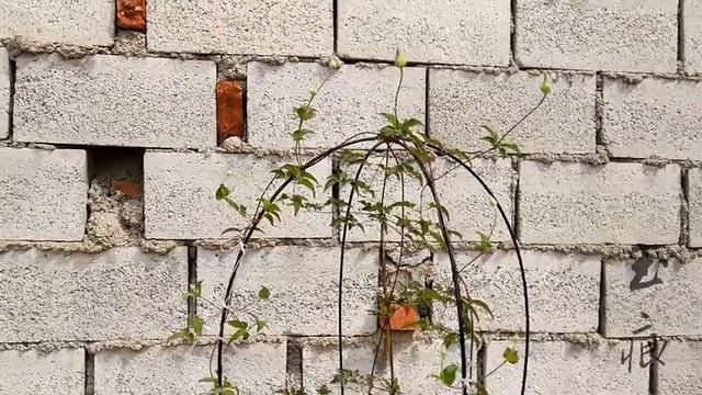 铁线莲如何促花 哔哩哔哩 ゜ ゜つロ 干杯~ смотреть онлайн