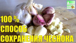 100 % СПОСОБ ХРАНЕНИЯ ЧЕСНОКА - ЗАМОРОЗКА