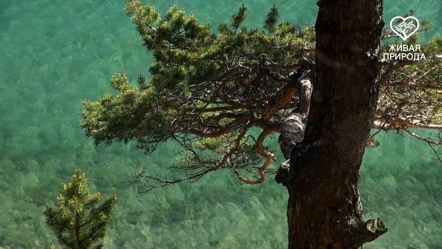 Озеро Байкал, мыс Сытый смотреть онлайн