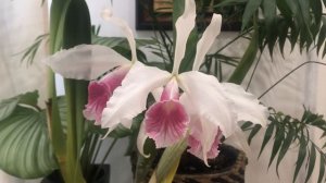 Laelia purpurata carnea