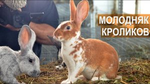 Молодняк кроликов породы Рекс. КФХ Жуковой Т.А.