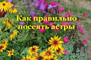 Как правильно посеять астры