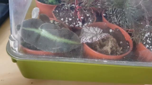Propagation station(s) - Rare begonia, selaginella. смотреть онлайн