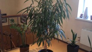 Желтый  олеандр уход