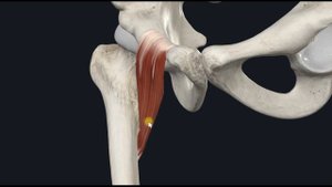 Гребенчатая мыщца (m. pectineus) 3D Анатомия