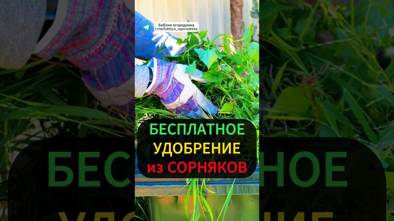 Бесплатное удобрение: Настой из сорняков для процветания вашего огорода #удобрение #огород #урожай