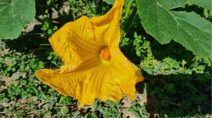 толи овощ толи фрукт - тыква посадка и уход в открытом грунте регион подмосковье