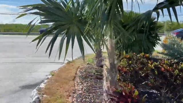 Picking palm seeds All over Florida смотреть онлайн