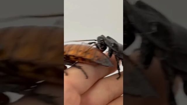 Определяю пол мадагаскарского таракана!