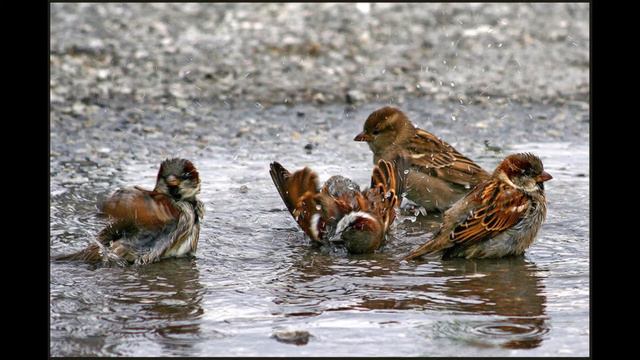 Мал , да удал! смотреть онлайн