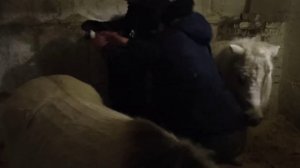 глисты съели  лошадь !! Гильминдизацыя  лошадей ?