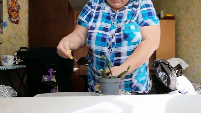 посадила 3 горшка декабрист. какой приметься. пишем КОМЕНТЫ 29.07.2022 смотреть онлайн