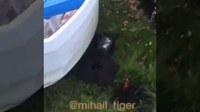 СИЛА ТИГРА! TIGER`S POWER! #Shorts
