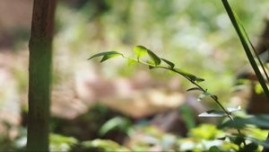 Fujifilm XT-10 video test