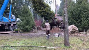 Правильная посадка крупномера